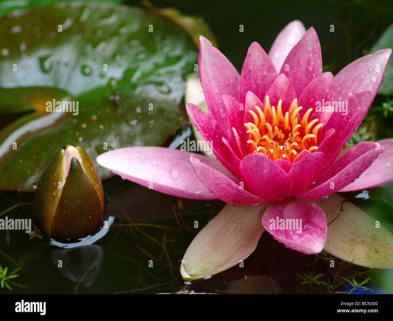 Great water lily hi-res stock photography and images - Alamy