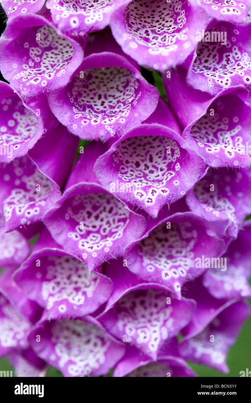 Purple foxglove flowers Stock Photo