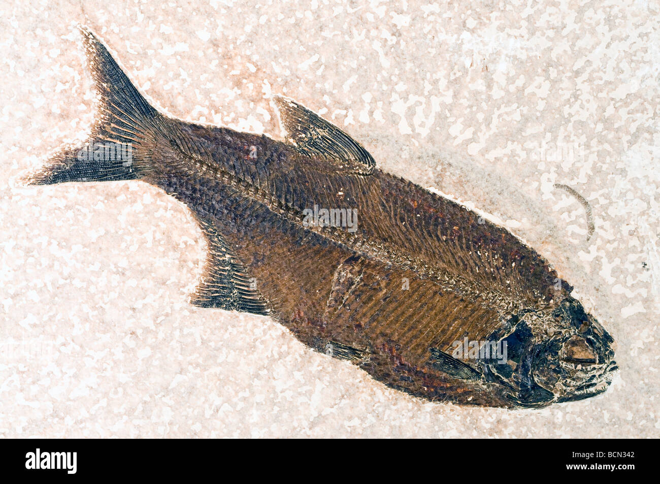 Mooneye Fish Fossil  Eohiodon falcatus with crushed shell in its stomach which may have killed it Wyoming USA Stock Photo