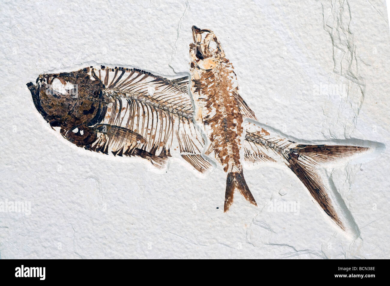 Fish fossils Diplomystus dentatus, the larger fish and Knightia eocaena Green River Formation, Wyoming USA Stock Photo