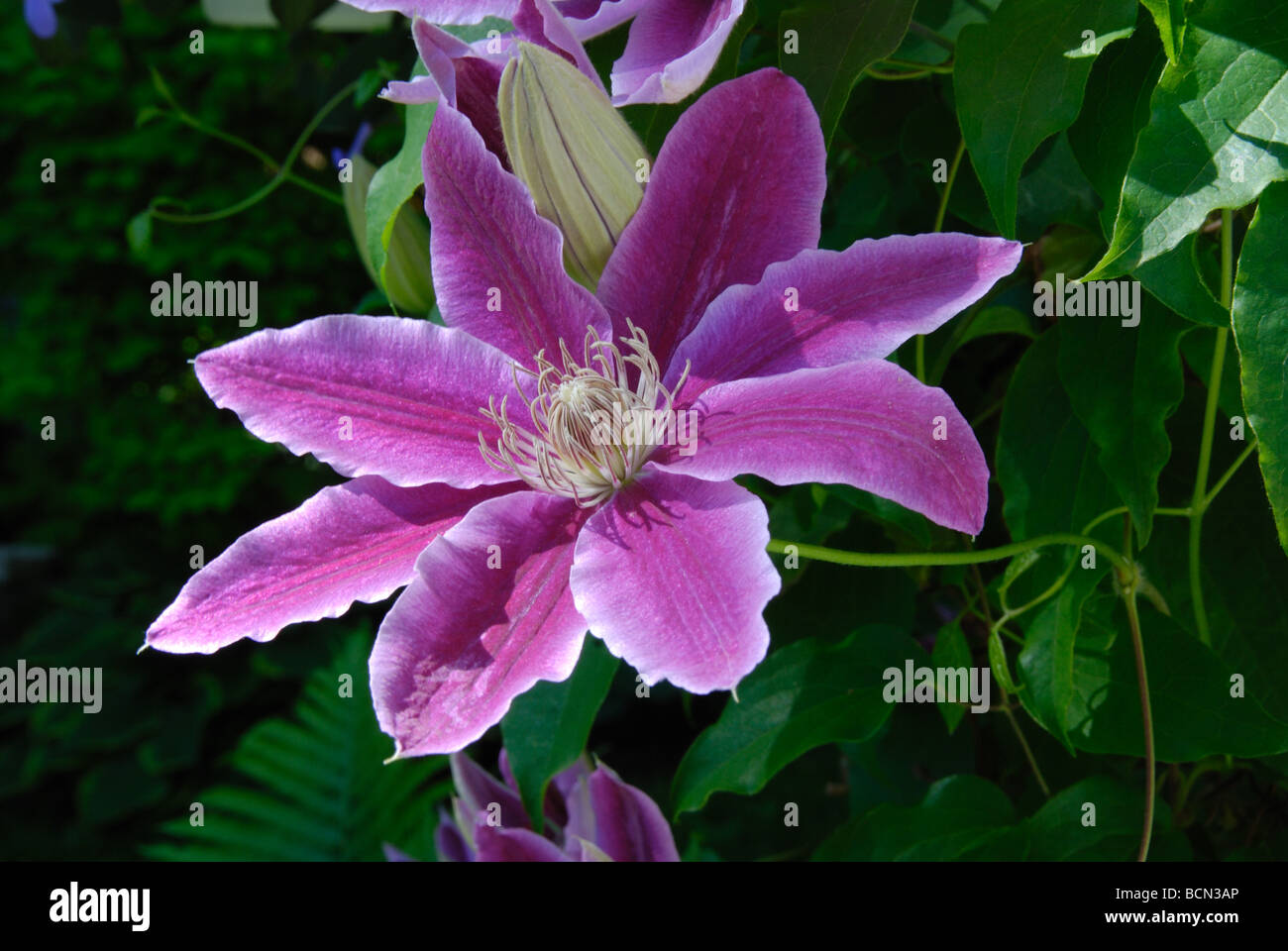 An example of the Clematis cultivar 'Dr Ruppel' Stock Photo