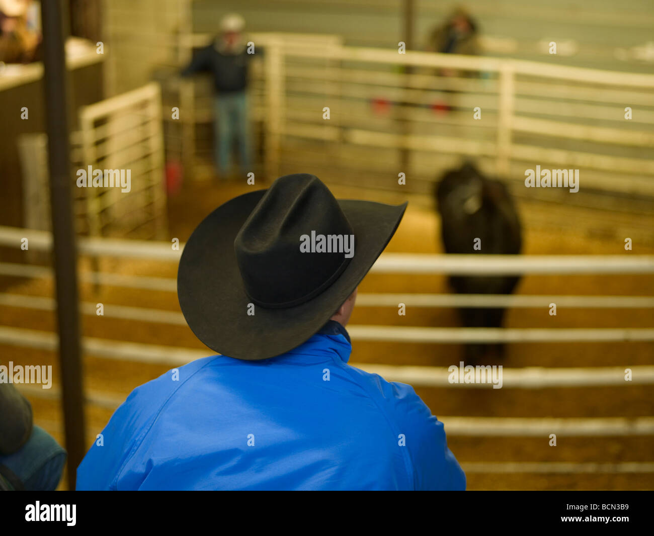 Man with Cowboy Hat Watching Calf Inside Fence Stock Photo Alamy