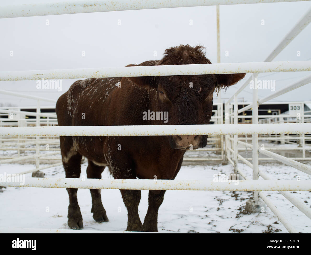 Cow by Fence Stock Photo - Alamy
