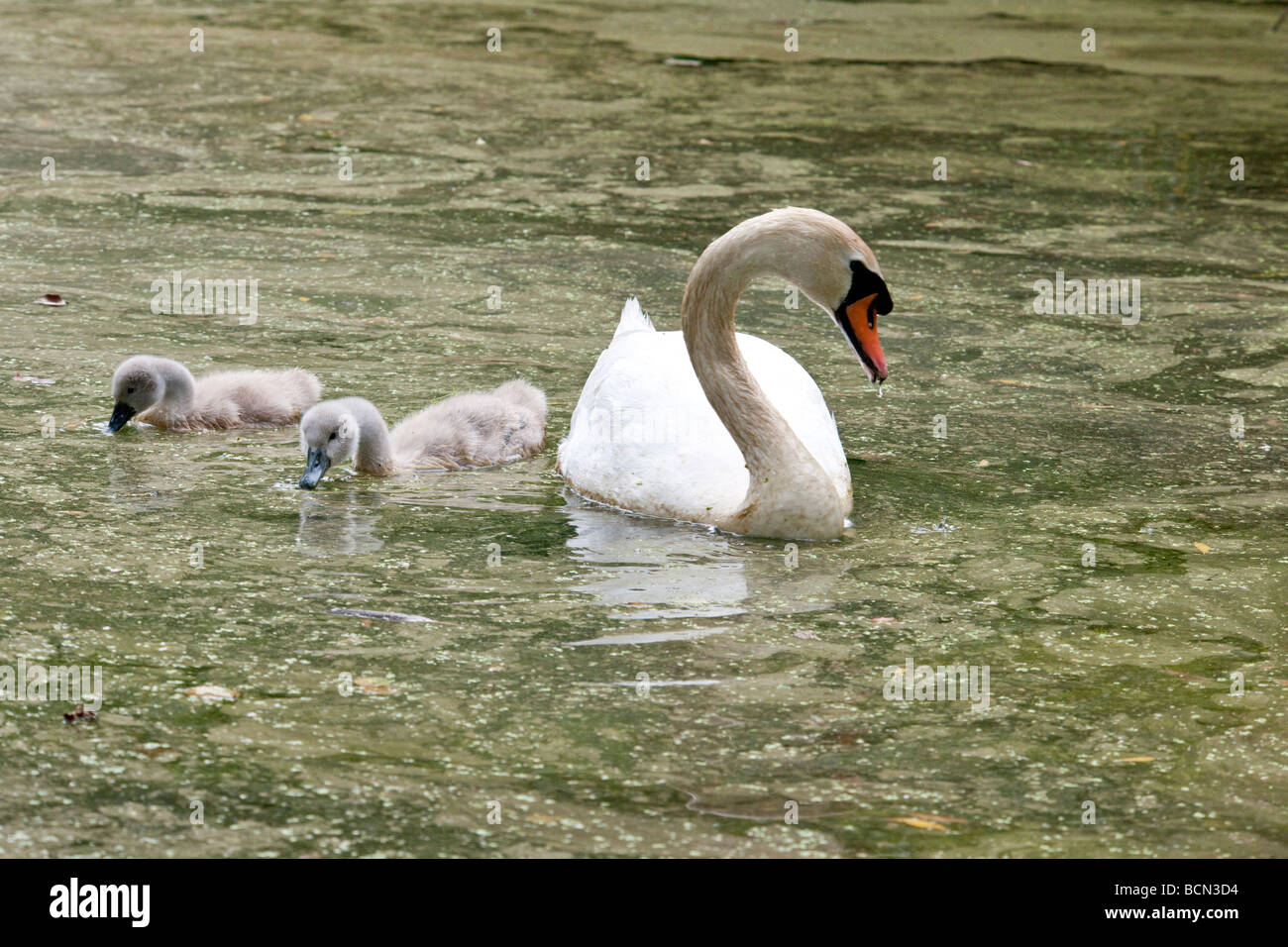 Swan and cygnets feeding in a duck weed filled pond Stock Photo