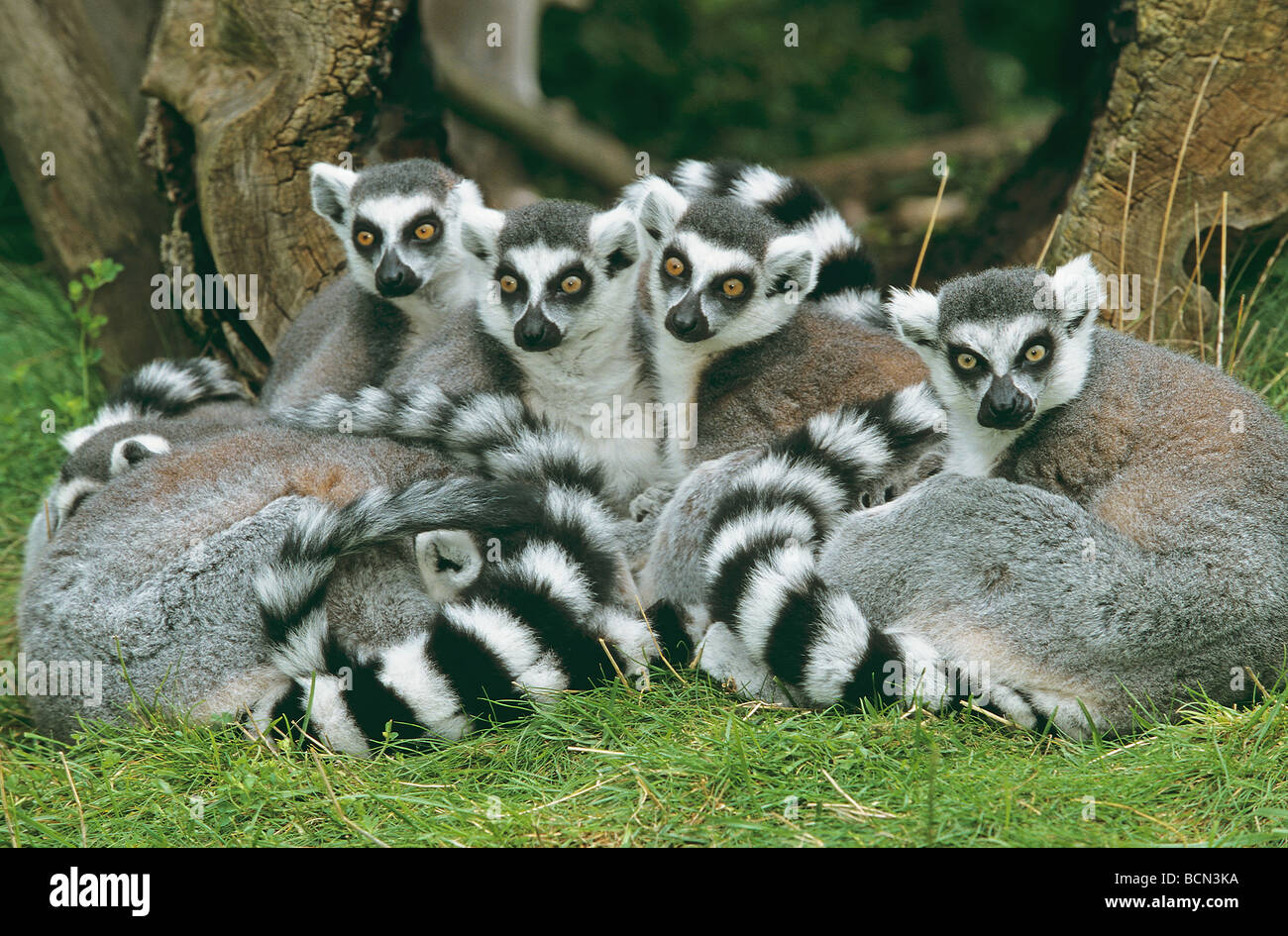 Ring-tailed Lemur (Lemur catta). Troop resting in grass Stock Photo