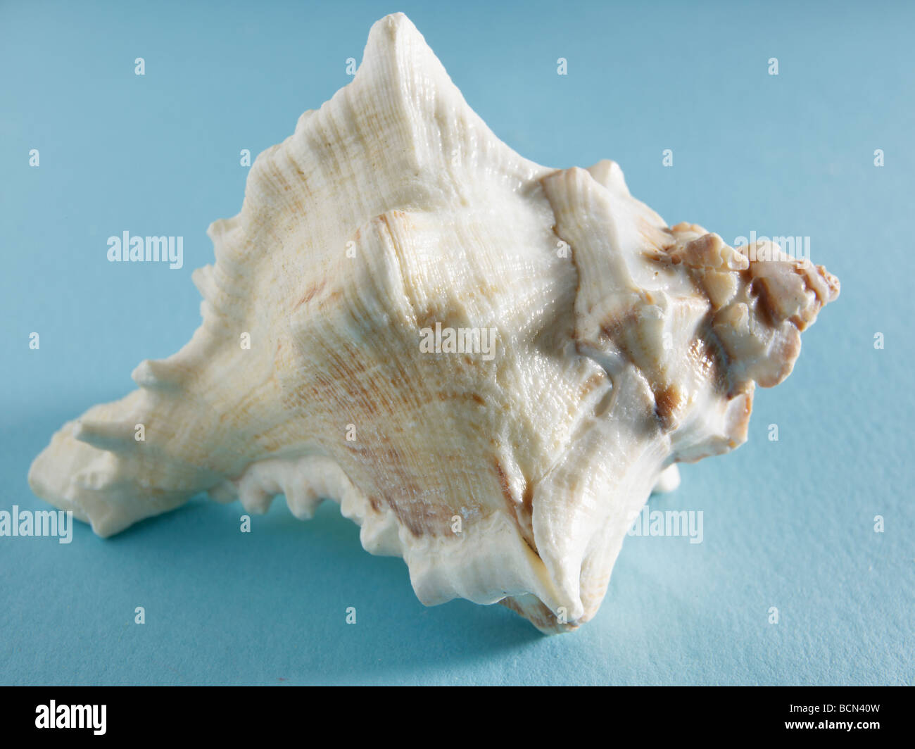 Single Seashell Stock Photo