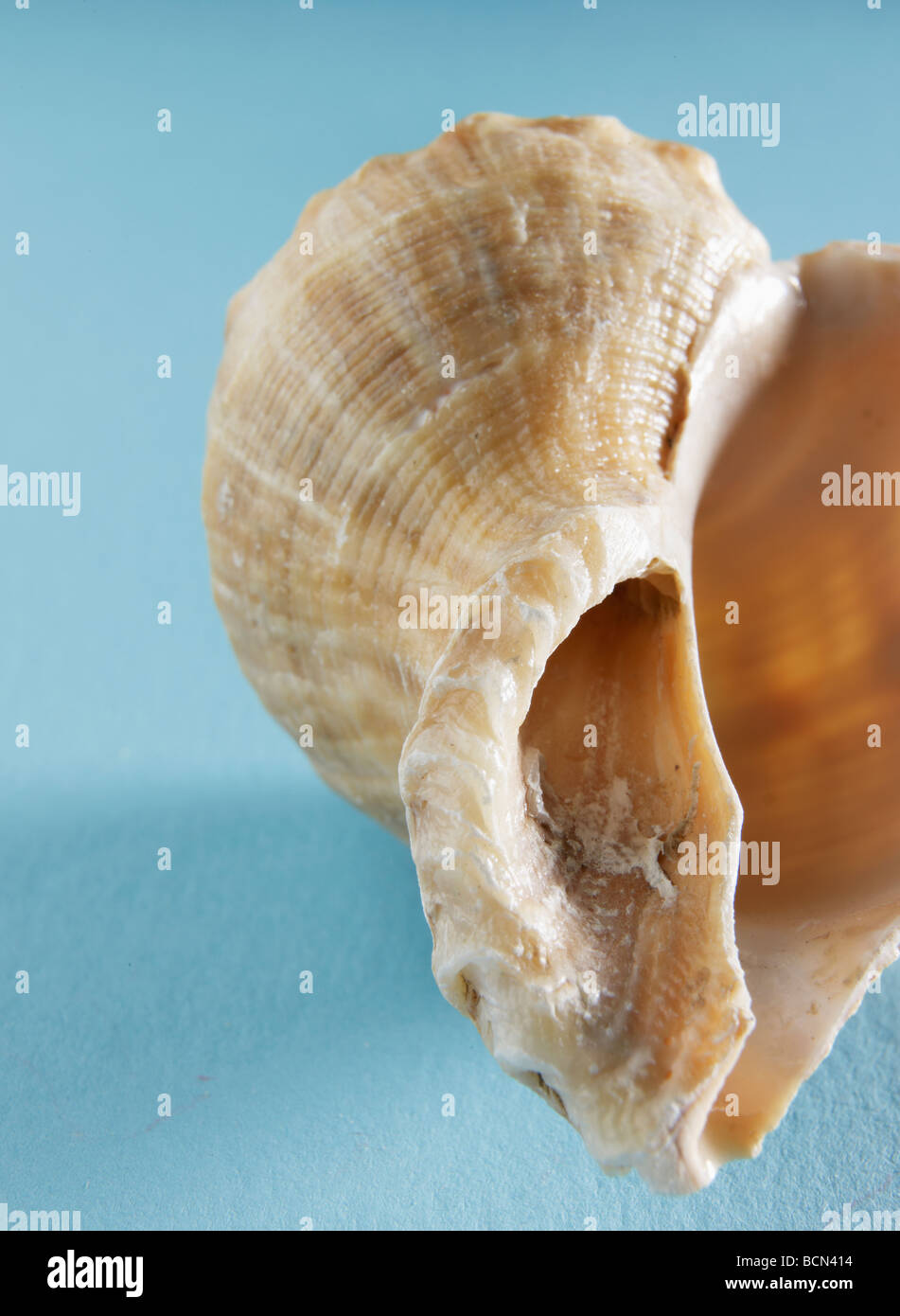 Close-Up of Seashell Stock Photo