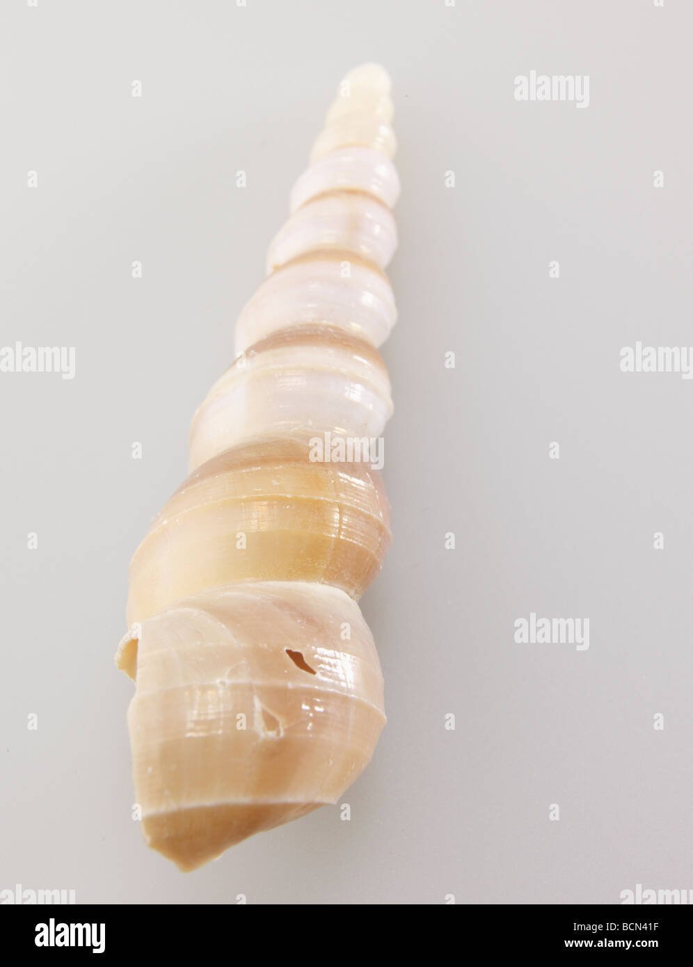 Single Seashell Stock Photo