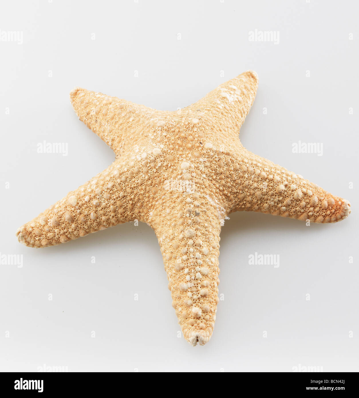 Single Starfish Stock Photo