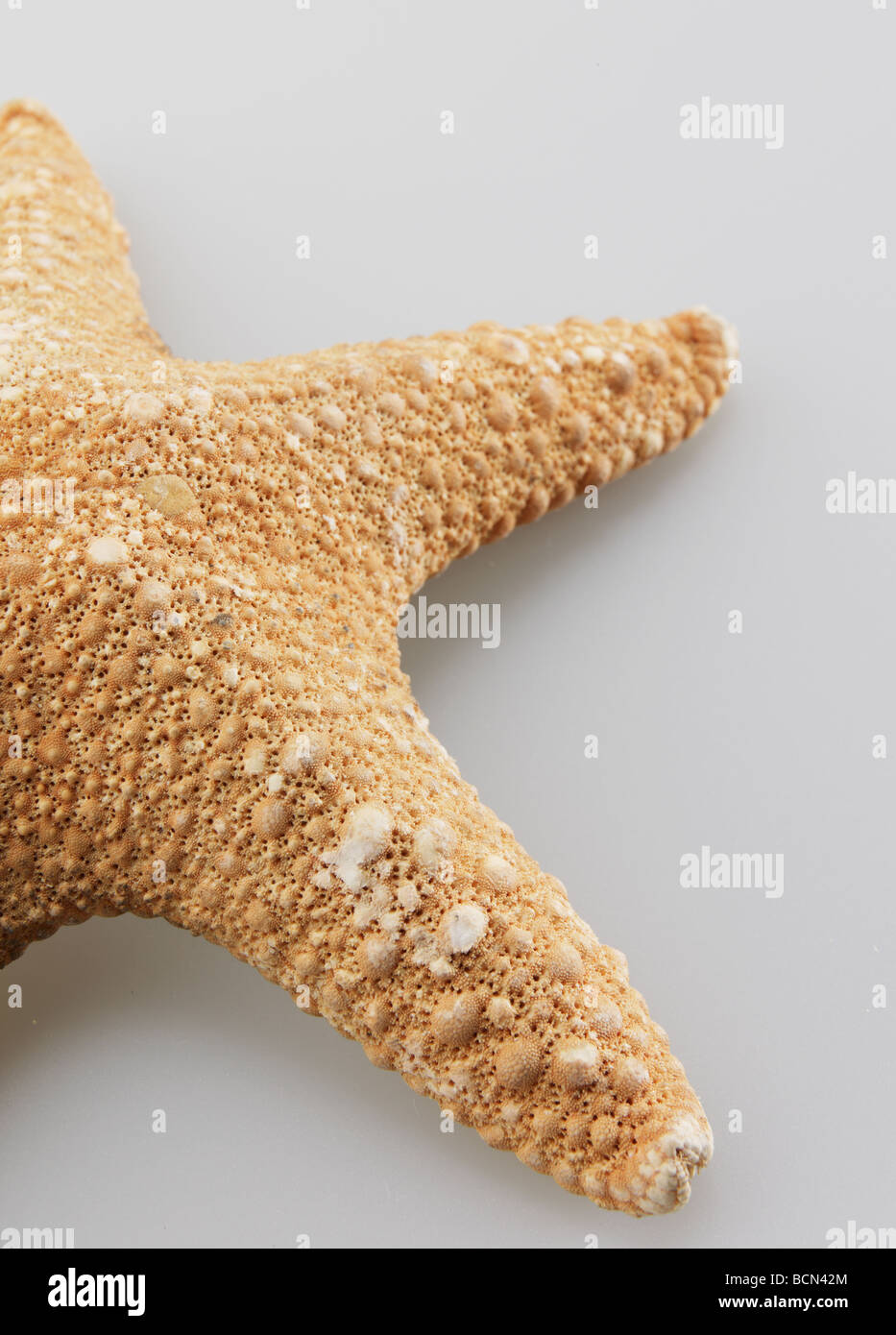 Close-Up of Single Starfish Stock Photo