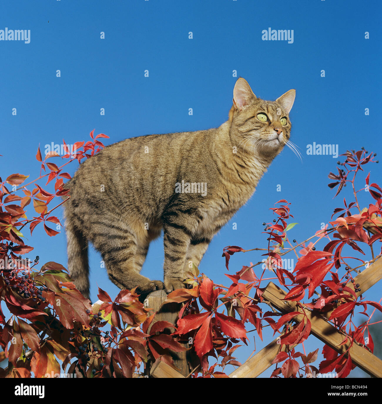 tabby domestic cat - standing on fence Stock Photo - Alamy
