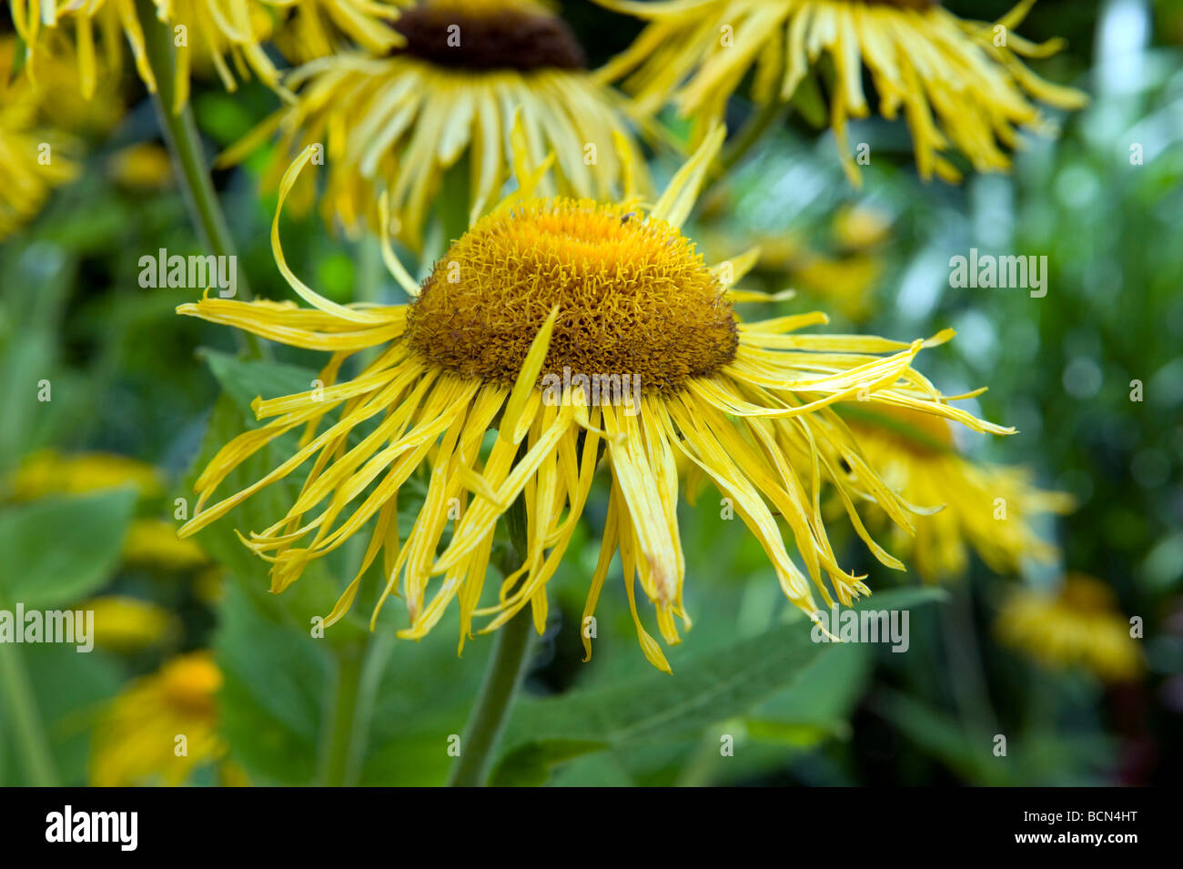 Asteraceae/Compositae Inula magnifica. A yellow flower with a domed seedhead & spiky petals. Stock Photo