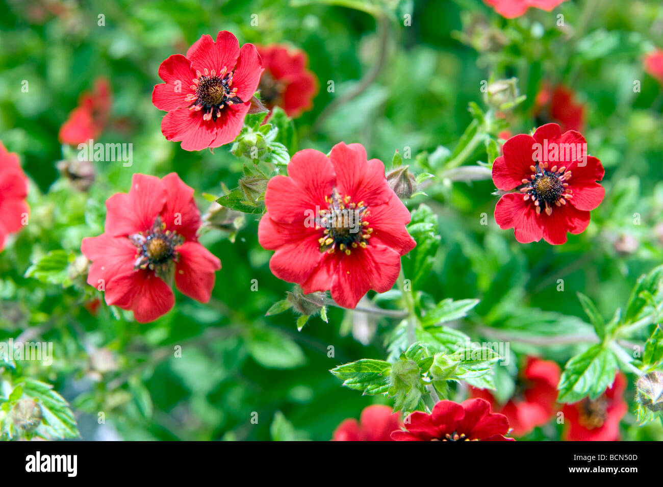 Potentilla Comarum Cinquefoil Rosaceae 'Gibson's Scarlet'. Beautiful bright red poppy like flower. Stock Photo