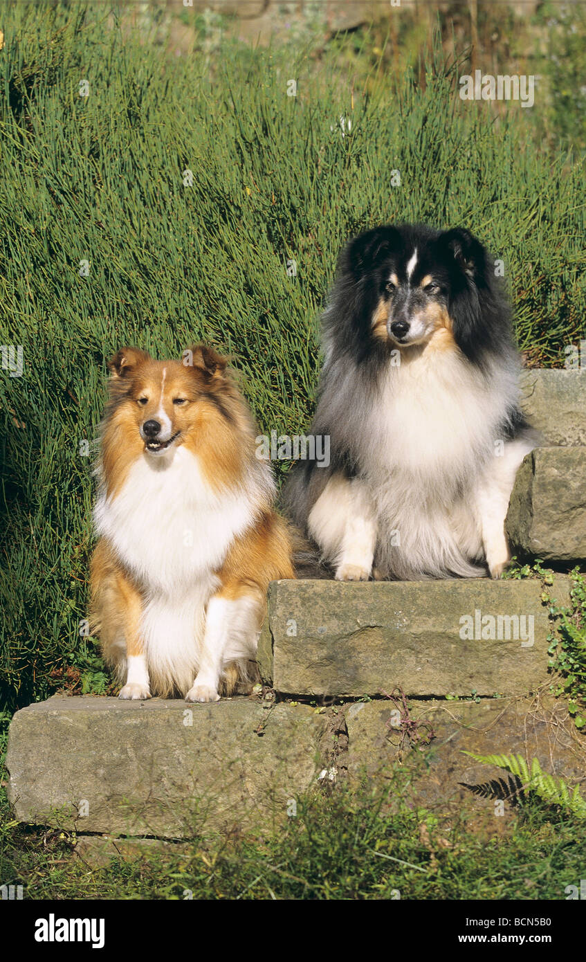 two Sheltie dogs - sitting on stone stairs Stock Photo