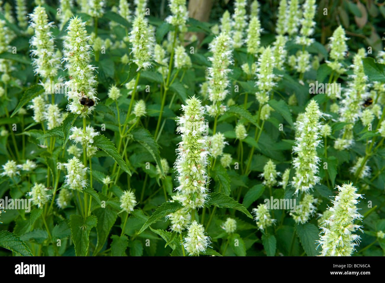 Sanguisorba Burnet Rosaceae Tenuifolia 'Alba'. Abundance of white spiky flowers. Stock Photo
