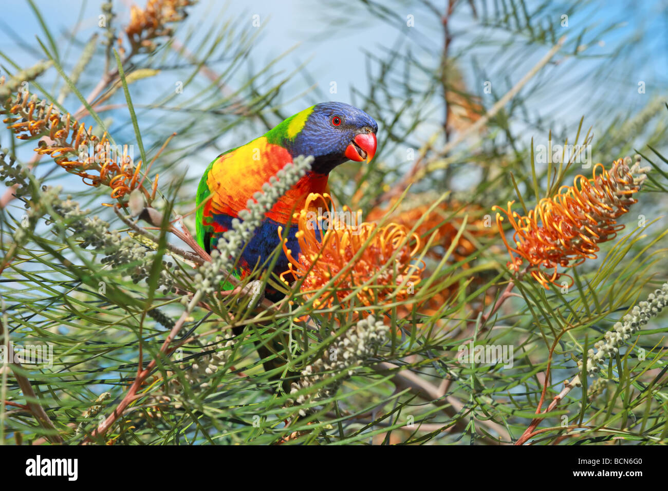 Australian Rainbow Lorikeet feeding on nectar in a tree Stock Photo