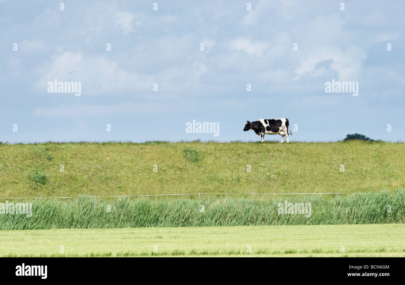 Friesian cow standing on a dyke. Friesland. Netherlands. Stock Photo