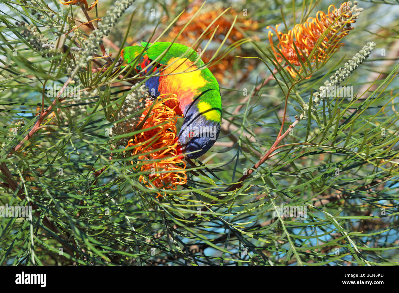Australian Rainbow Lorikeet feeding on nectar in a tree Stock Photo