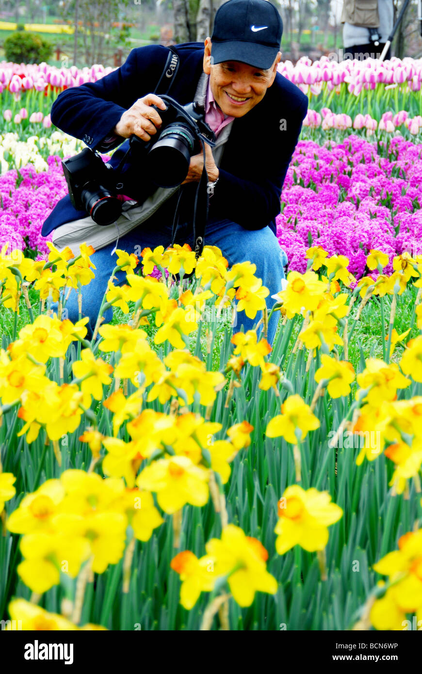 Chinese photographer taking photo of blooming daffodils in the park