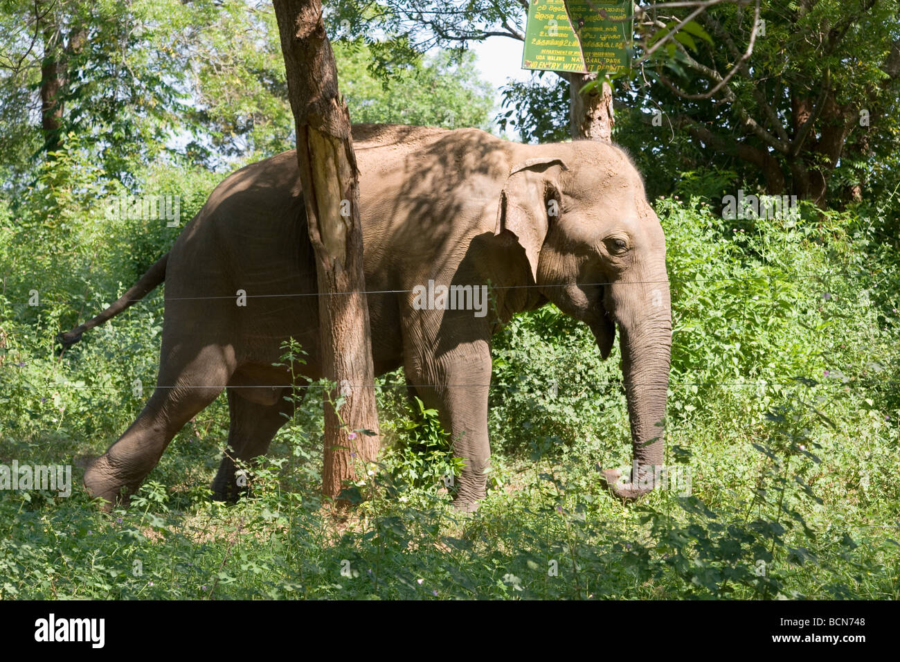 Asian Elephant rubs his body against a tree near the electric fence at Uda Walawe NP, Sri Lanka. Stock Photo