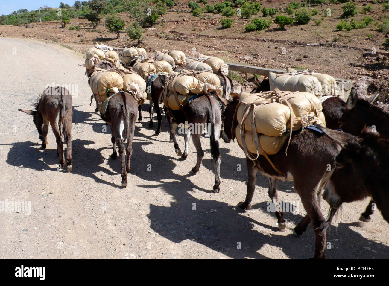 Ethiopian animal donkeys african hi-res stock photography and images ...