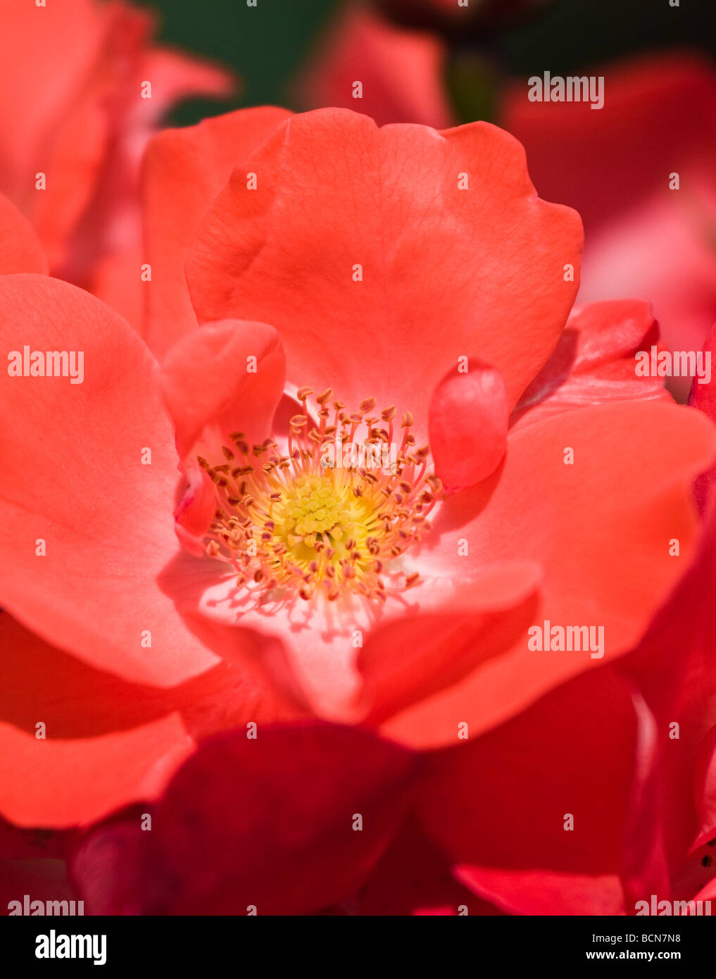 Red Carpet Rose In the Summer Stock Photo