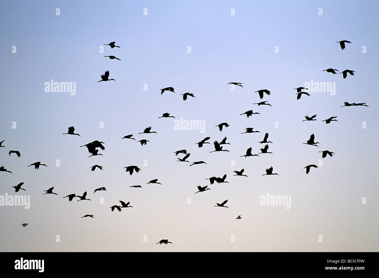 botswana chobe national park birds flock Stock Photo Alamy