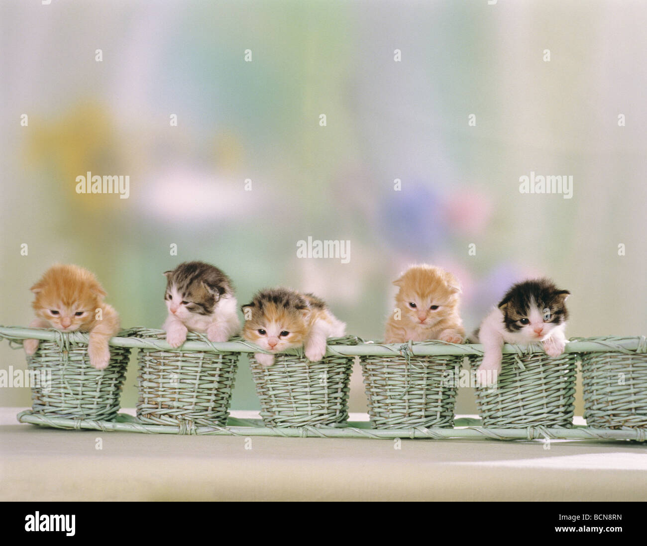 five cats kitten in basket Stock Photo