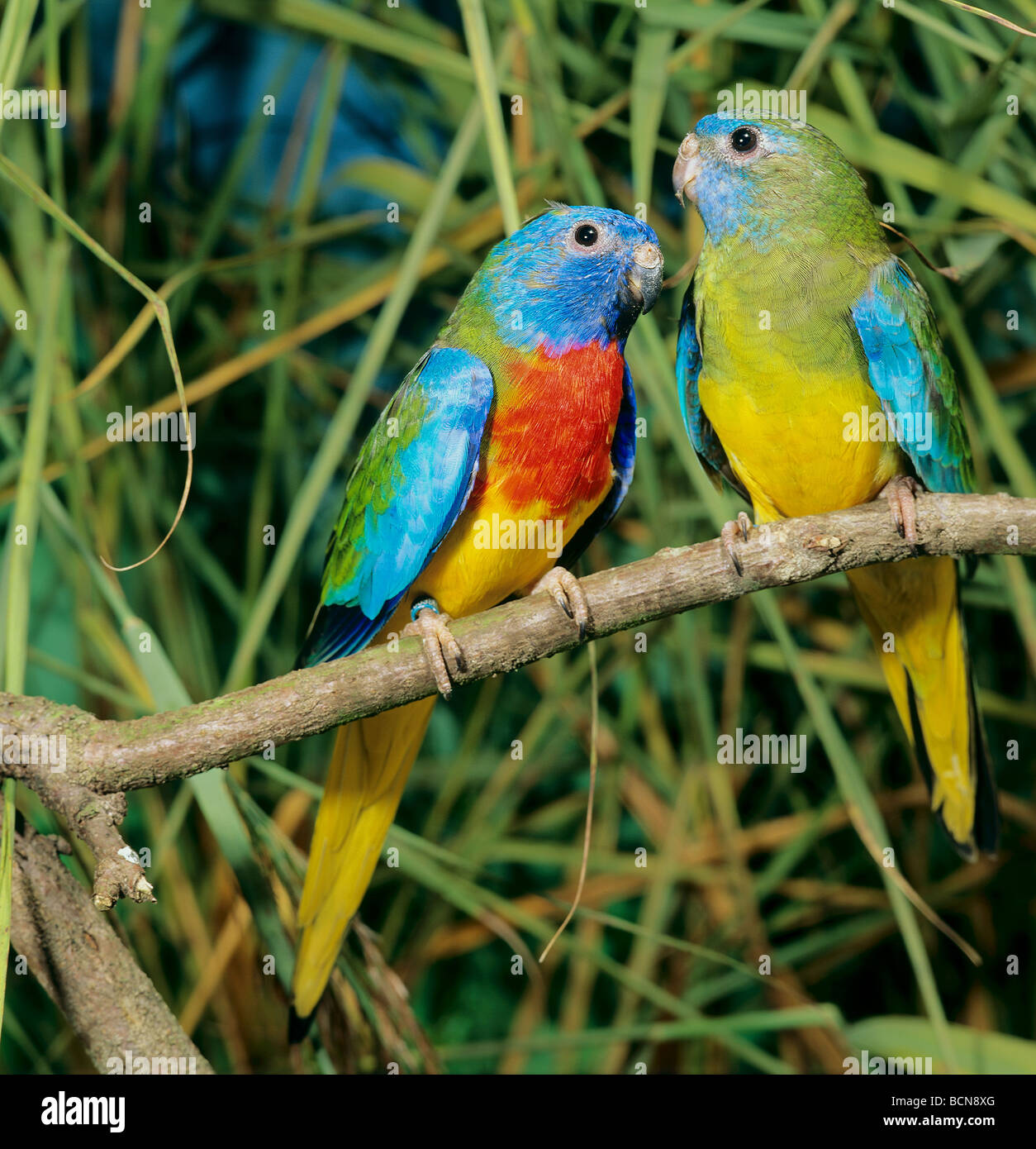 two Scarletchested parakeets on twig / Neophema splendida Stock Photo