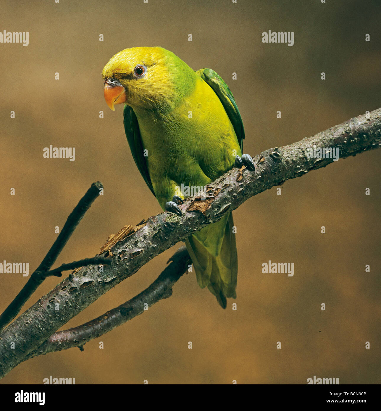Olive-headed Lorikeet (Trichoglossus euteles) perched on twig Stock Photo