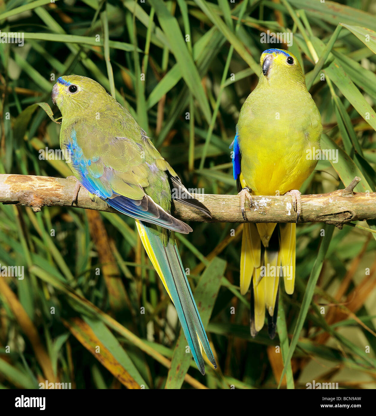 Blue-winged Parrot - couple on twig / Neophema chrysostoma Stock Photo