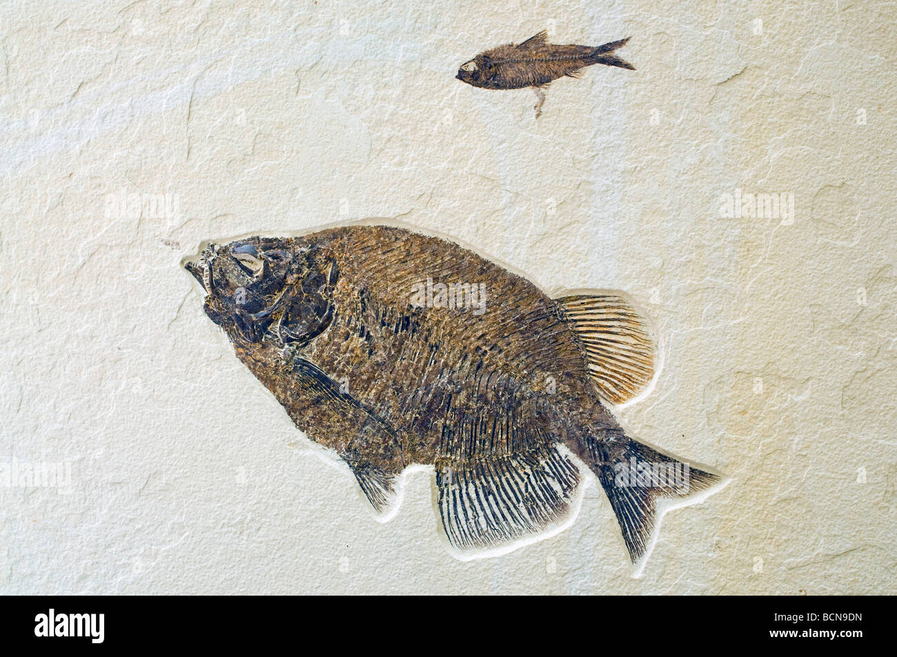 Fish Fossil Phareodus, Laggerstatte deposits of the Green River Formation Wyoming USA Eocene Era, by Dominique Braud/Dembinsky Photo Assoc Stock Photo