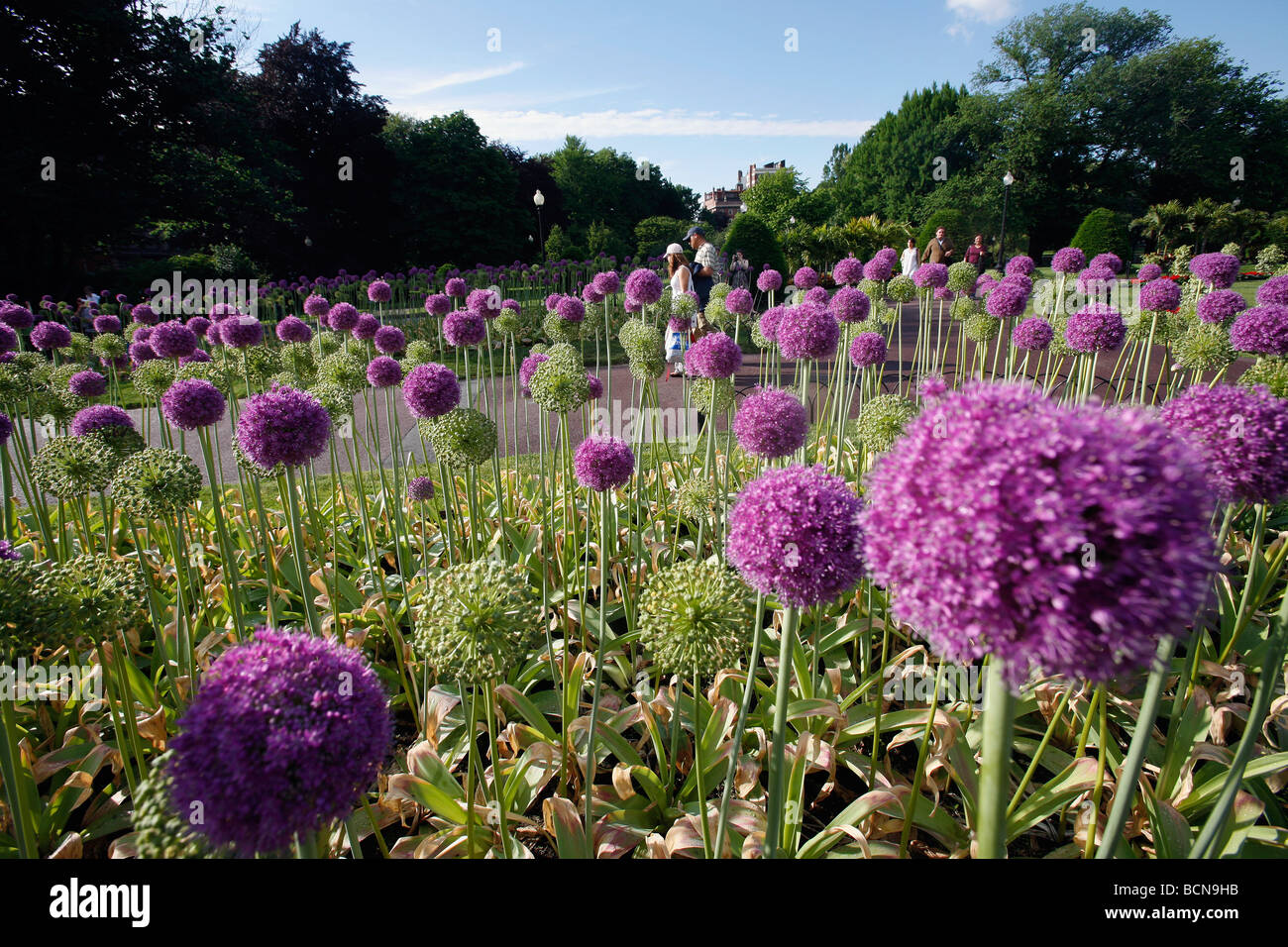Allium flowers, Boston Public Garden Stock Photo
