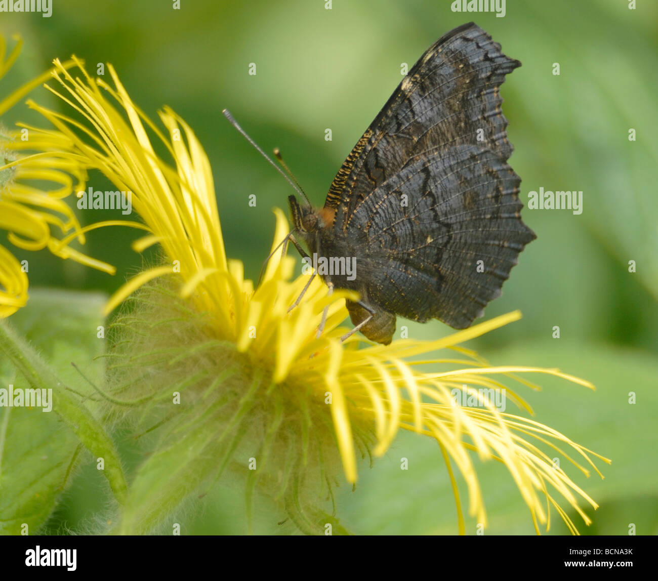 Peacock butterfly (Nymphalis io, Inachis io)  with wings folded feeding on a yellow Inula hookeri flower. Stock Photo