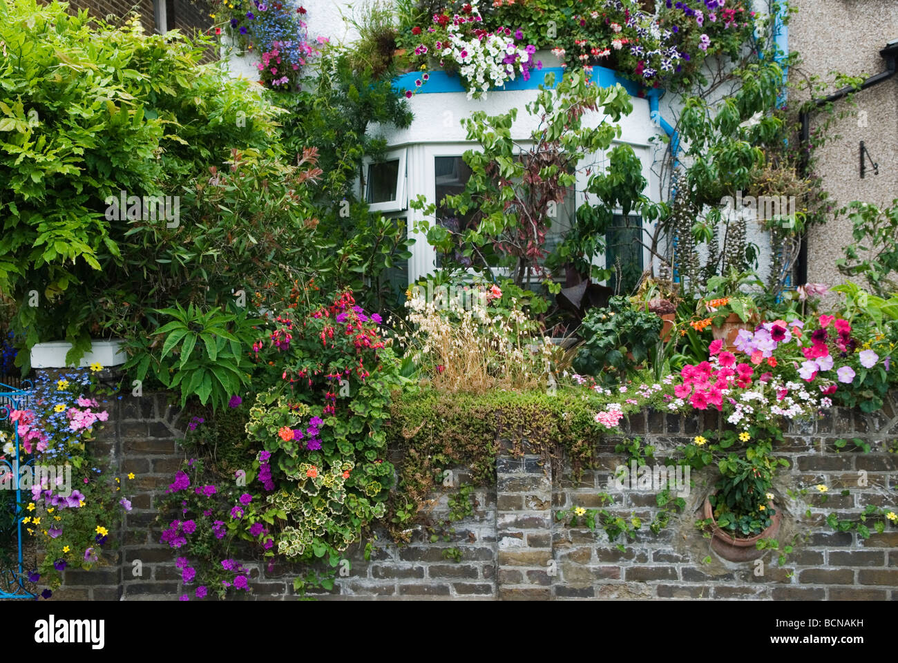 UK small urban front garden terraced house covered in flowers 47 Maynard Street Walthamstow London E17 England HOMER SYKES Stock Photo