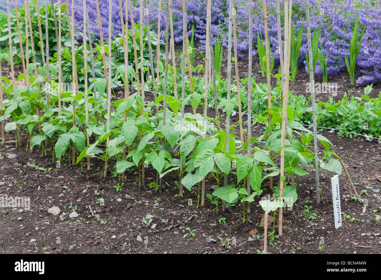 Borlotti Beans growing on canes Stock Photo