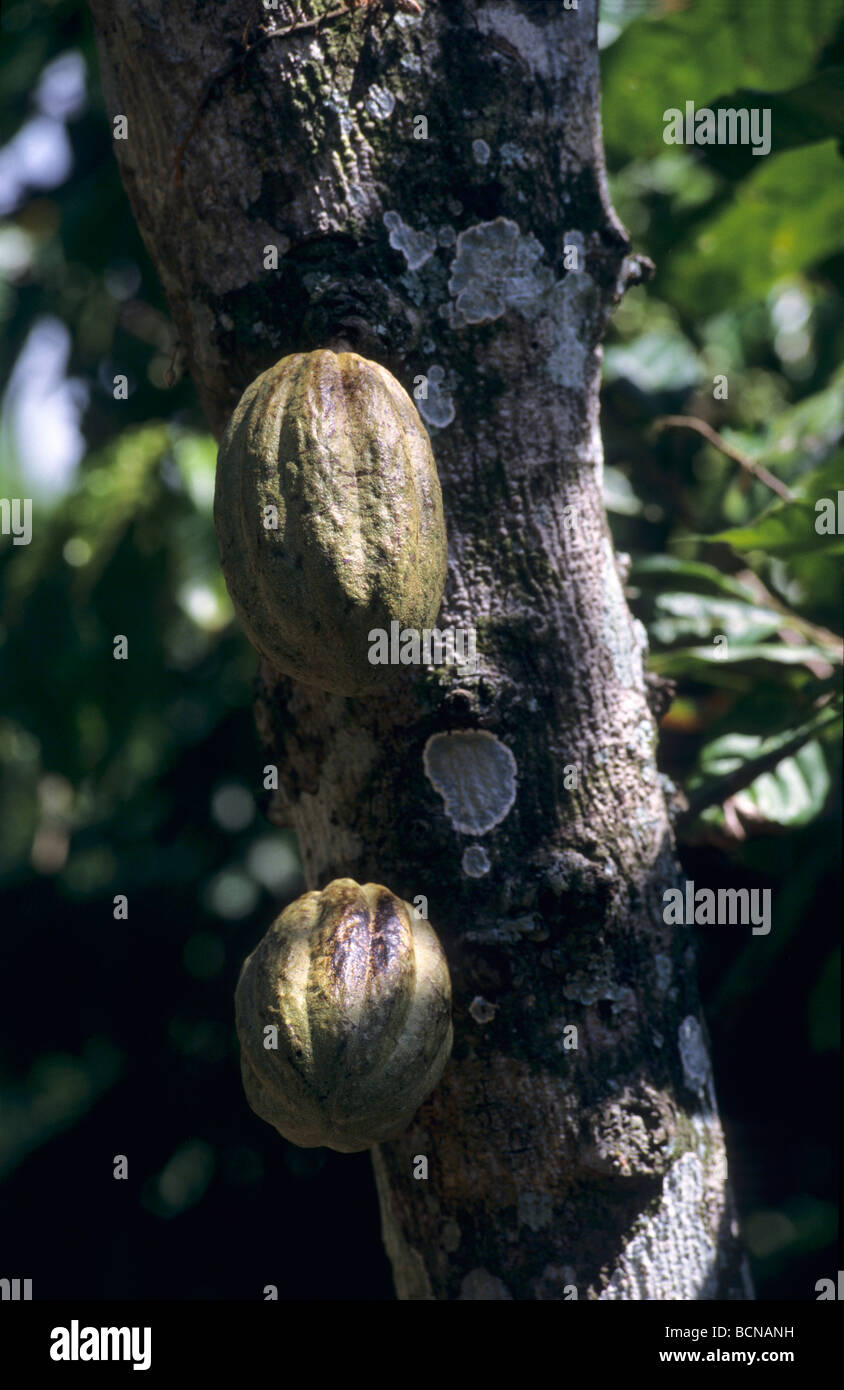 cocoa tree and fruit pod (Theobroma cacao) - Caribbean - Dominican Republic Island - La Altagracia province – Bayahibe Stock Photo