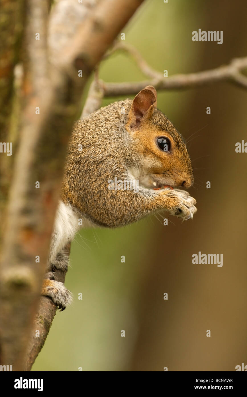 grey squirrel sitting in tree eating a nut Stock Photo