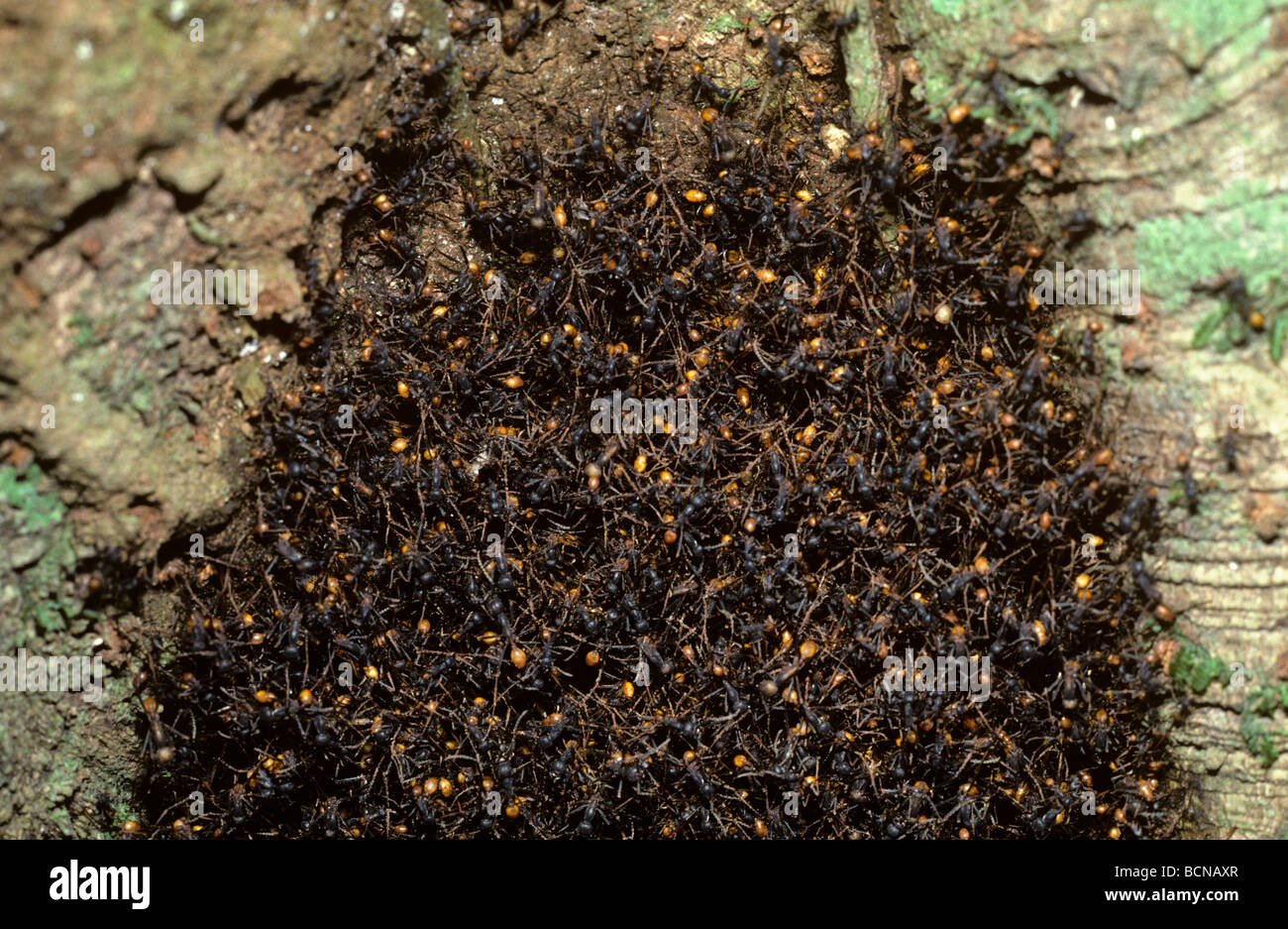 Army ants Eciton burchelli Formicidae part of a bivouac under the roots of a tree in rainforest Trinidad Stock Photo