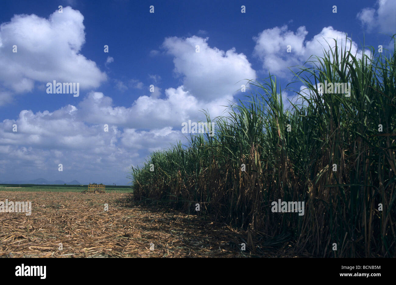 Sugar cane plantation-Countryside landscape in La Altagracia province in the south east of  Dominican Republic Island -Caribbean Stock Photo