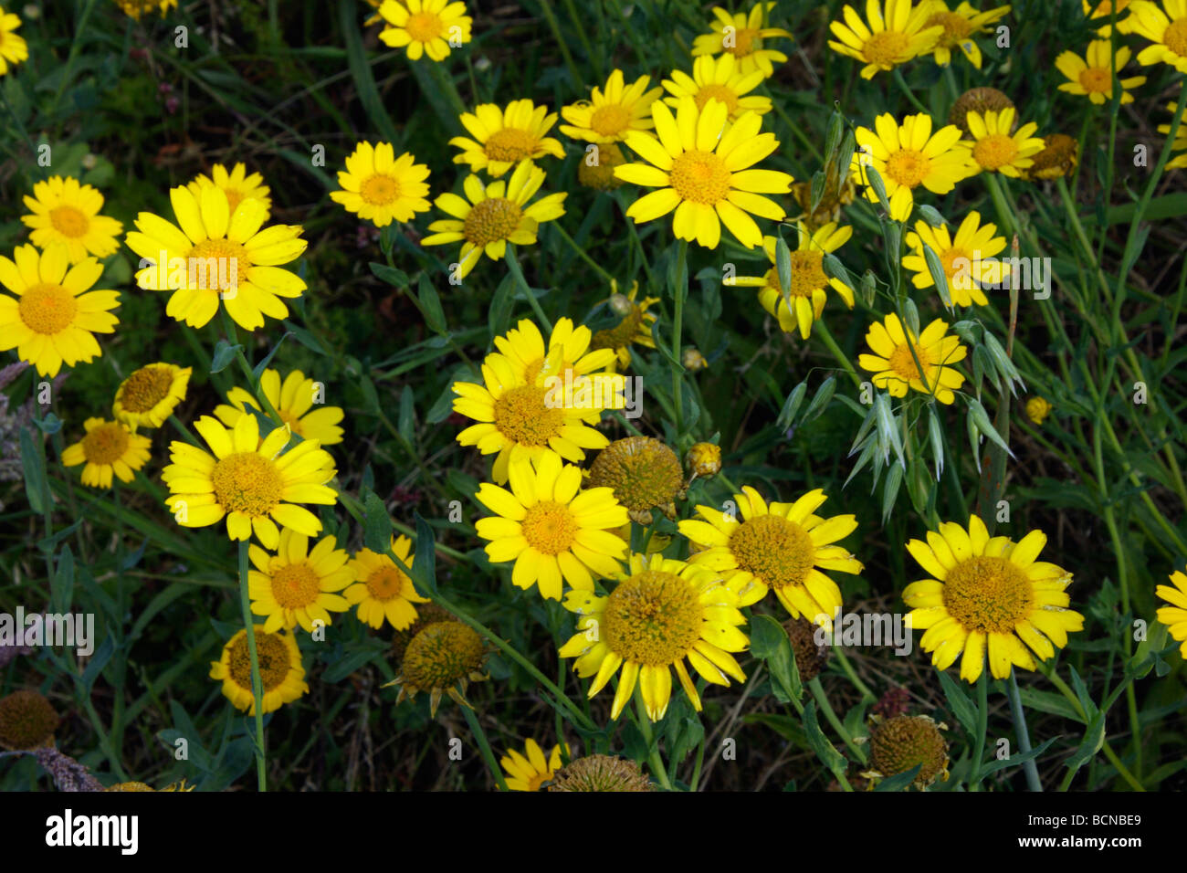 Corn marigold Chrysanthemum segetum Asteraceae UK Stock Photo