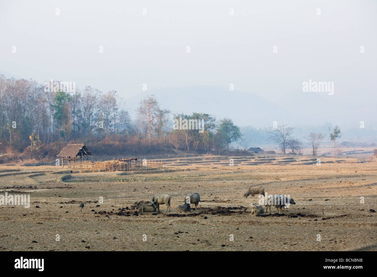 Water buffalos on a field near Pai town, Thailand. Stock Photo