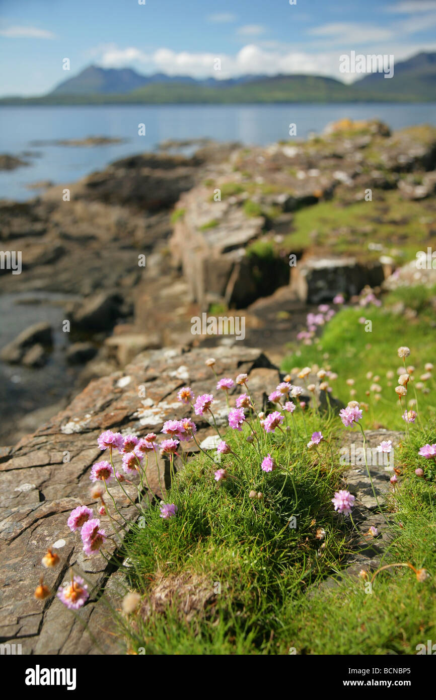 Small pink flowers growing near rocks near Tarskavaig, with the Cuillin mountains in the distance, Isle of Skye, Scotland. Stock Photo
