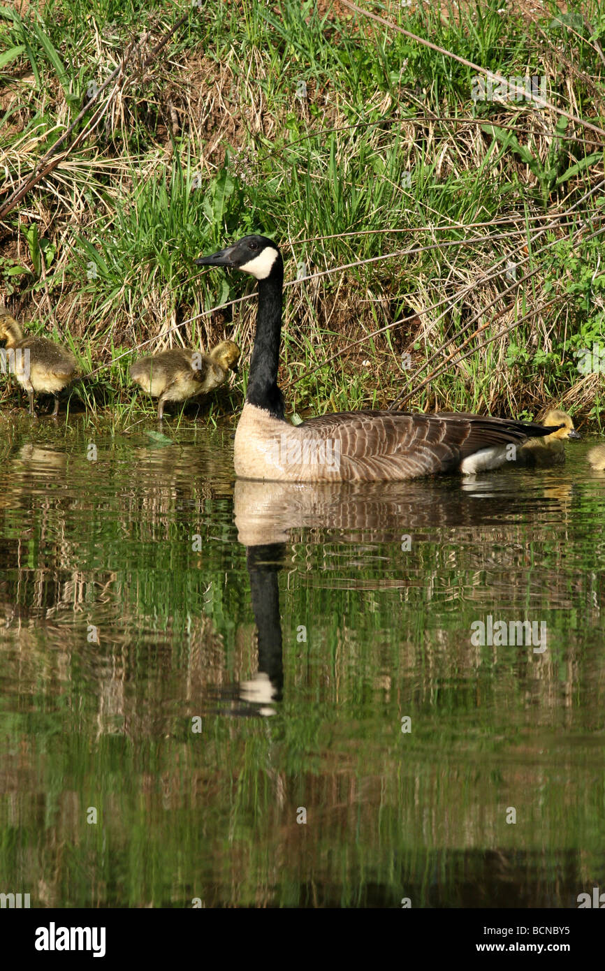 Canada Goose with goslings swimming in pond Stock Photo