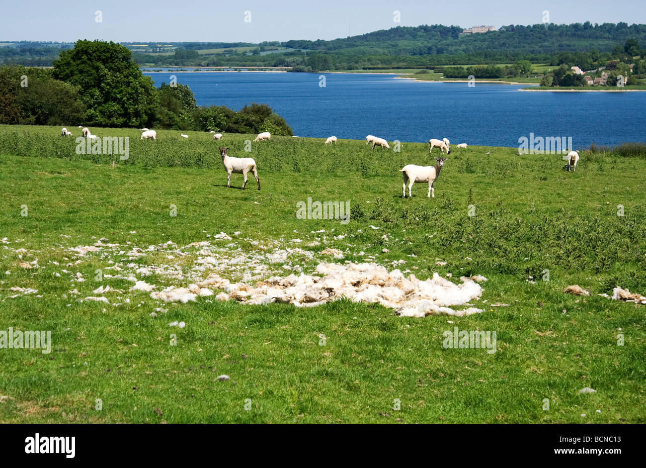 Suffolk Sheep Stock Photo