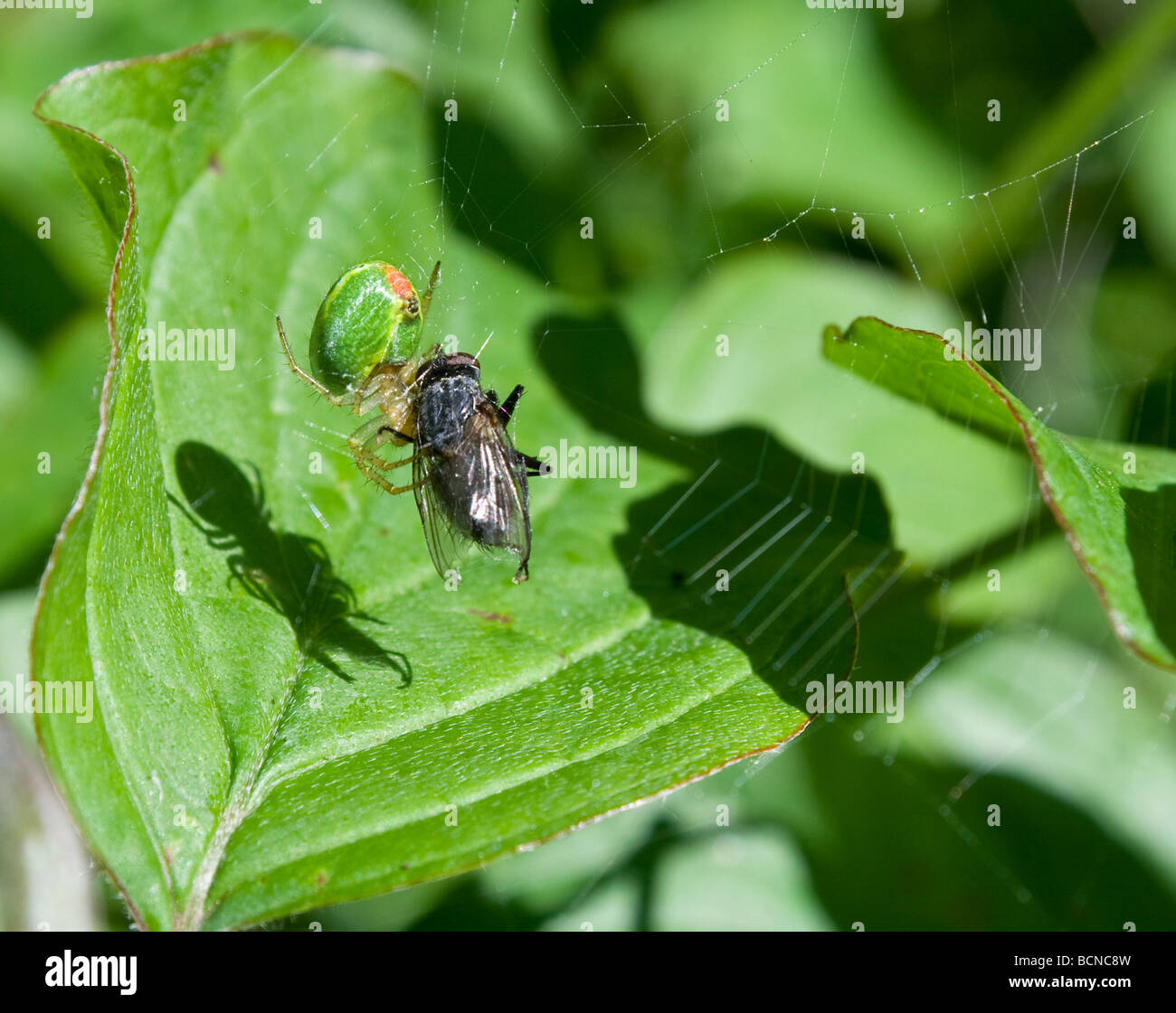 Crab Spider with prey Stock Photo Alamy