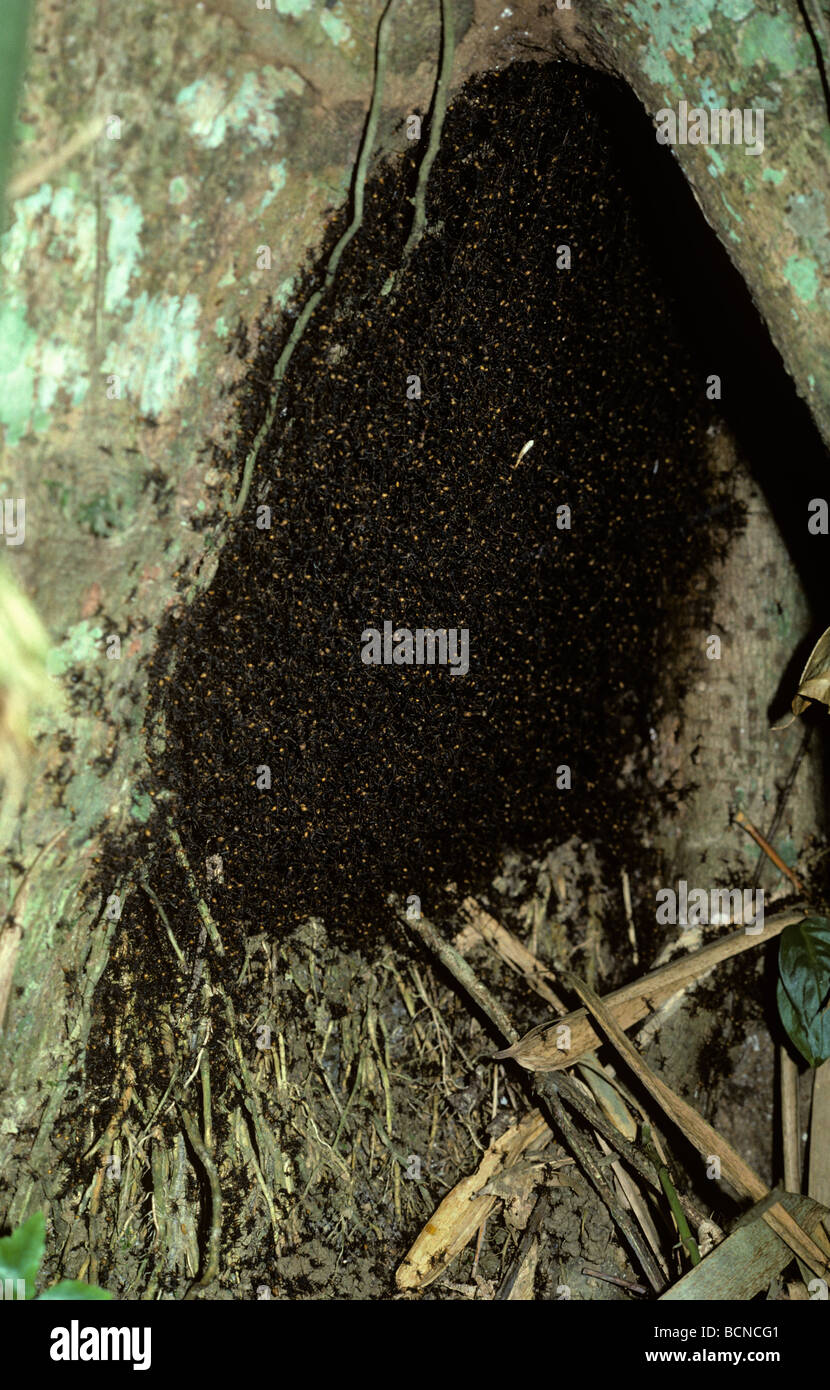 Army ant Eciton burchelli Formicidae bivouac under a tree base in rainforest Trinidad Stock Photo
