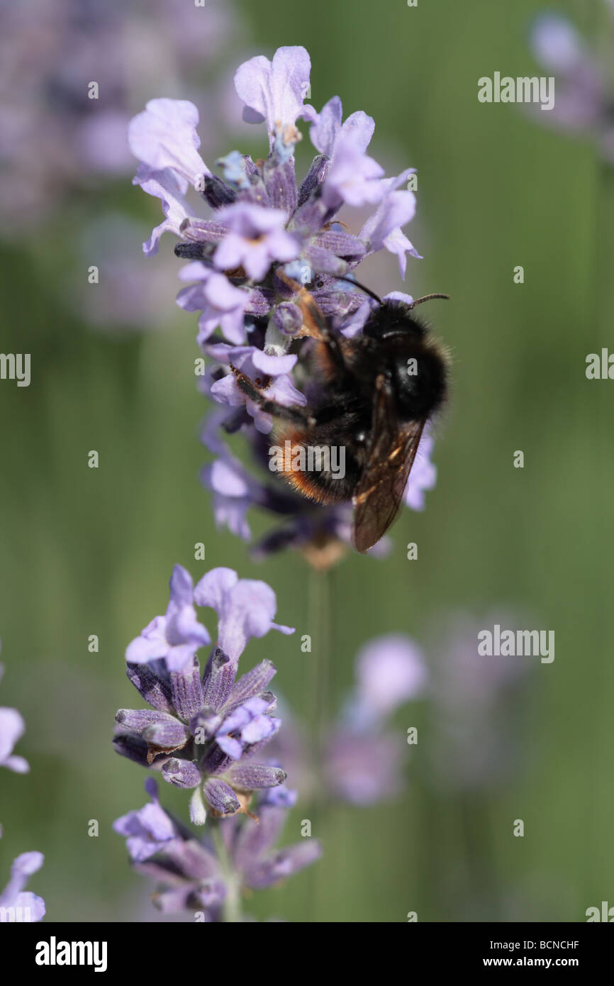 "bee in lavender Stock Photo Alamy