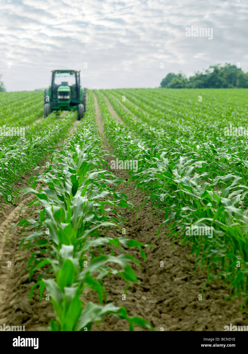 Corn Field Farm With Tractor Lancaster, Pennsylvania USA Stock Photo