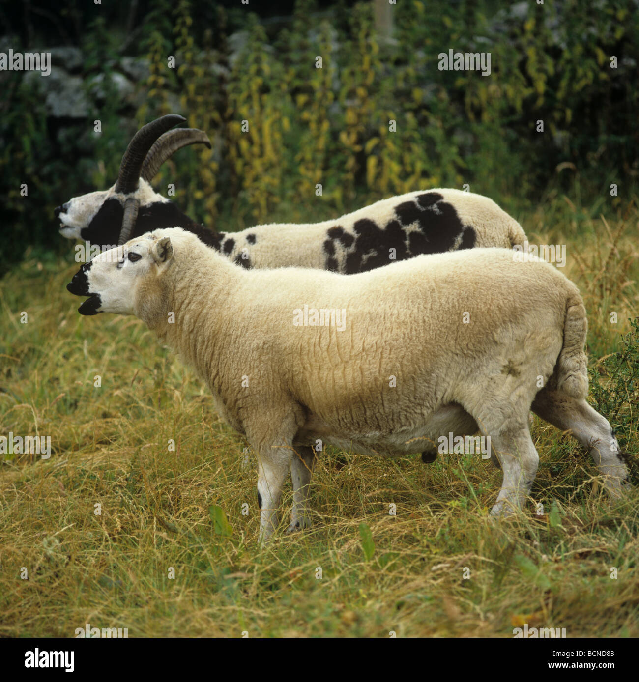 Jacob and Kerry hill rams bleating in upland grassland in Snowdonia North Wales Stock Photo